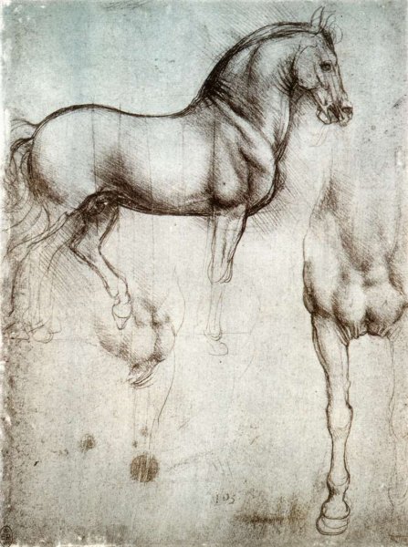 Study of horses