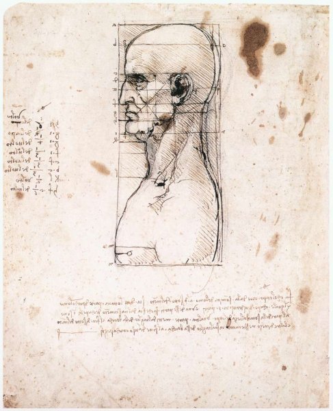 Male head in profile with proportions