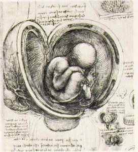 Womb Study