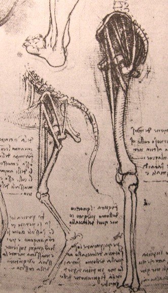 Drawing of the comparative anatomy of the legs of a man and a dog