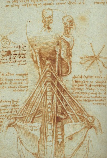 Anatomy of the Neck