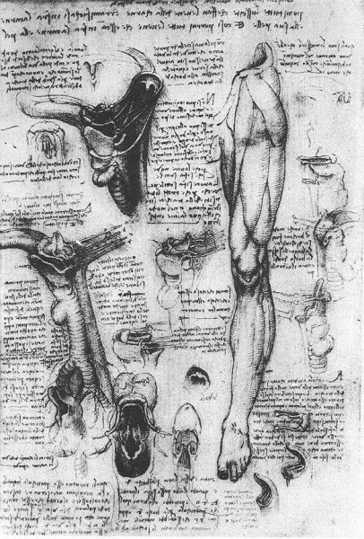 Anatomical Studies   Larynx And Leg