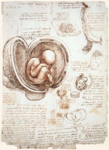 Studies Of Embryos