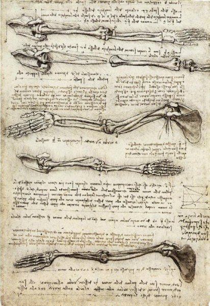 Studies of the Arm showing the Movements made by the Biceps